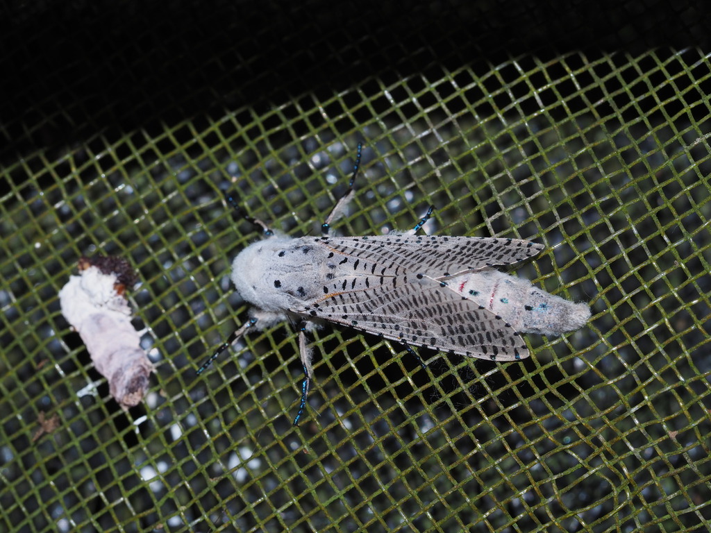 Polyphagozerra