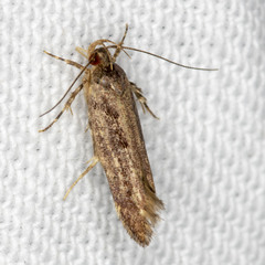 Macrobathra nephelomorpha