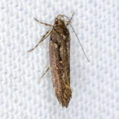 Macrobathra nephelomorpha