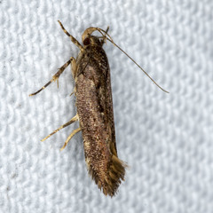 Macrobathra nephelomorpha