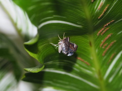 Eugauria albidentata