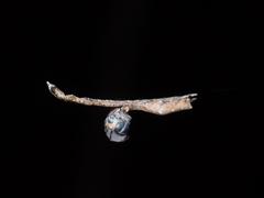 Miagrammopes orientalis