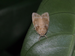 Schistophleps bipuncta
