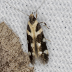 Macrobathra bigerella