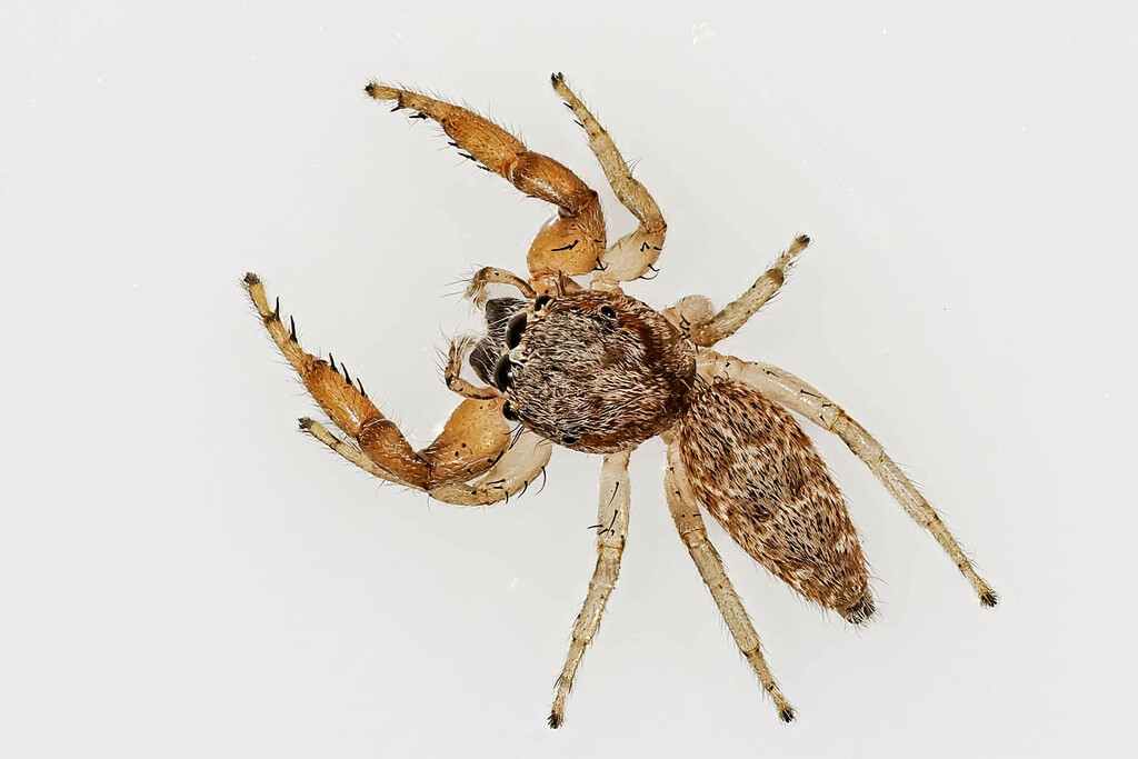 Longjawed Jumping Spiders from Oak River, Fort Lauderdale, FL 33312