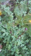 Trifolium variegatum
