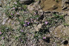 Romulea rosea australis