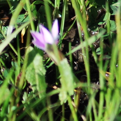 Romulea rosea australis