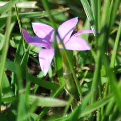 Romulea rosea australis