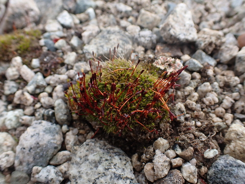 Image of Tetraplodon mnioides by no rights reserved