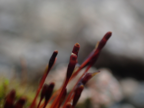 Image of Tetraplodon mnioides by no rights reserved