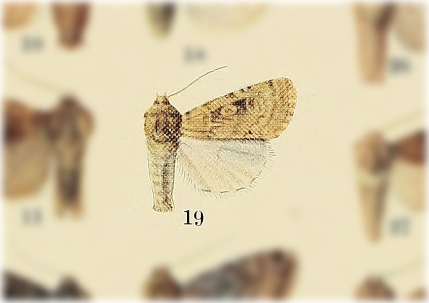 Euxoa aequalis