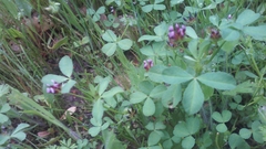 Trifolium variegatum