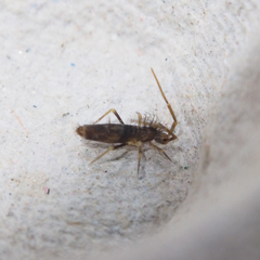 Entomobryoidea