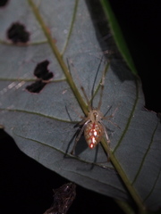 Thwaitesia margaritifera