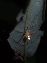 Thwaitesia margaritifera