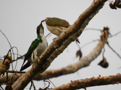 Klaas's Cuckoo