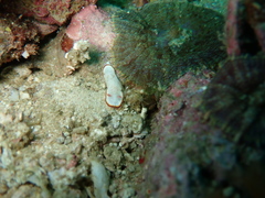 Goniobranchus verrieri