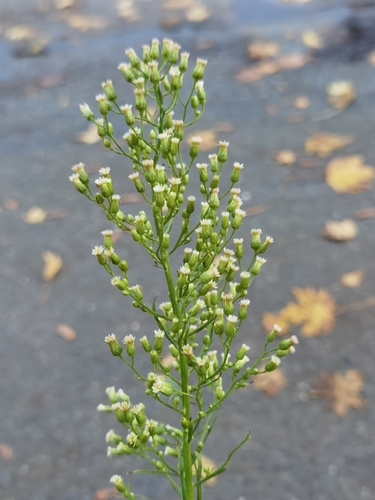 Horseweed
