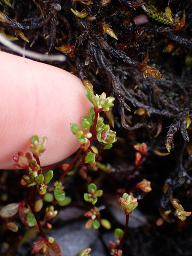 Image of Koenigia islandica by no rights reserved