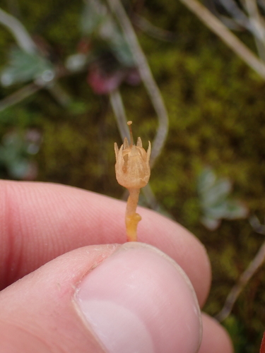 Image of Primula cuneifolia by no rights reserved