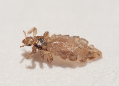 Head louse