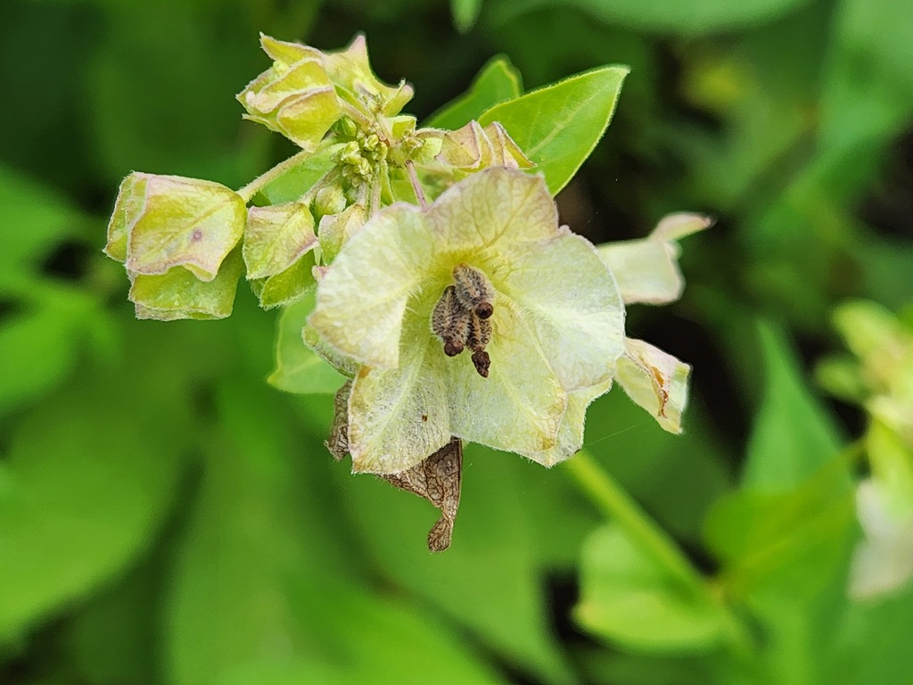 four o'clocks from Howard County, MD, USA on August 22, 2023 at 0847