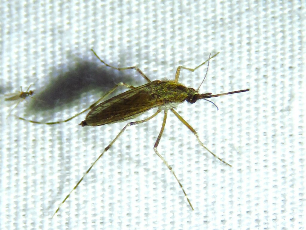 Aedes nigromaculis