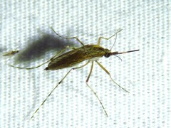 Aedes nigromaculis