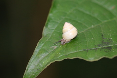 Helicinidae