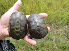 African Dwarf Mud Turtle photo 3