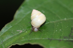 Helicinidae