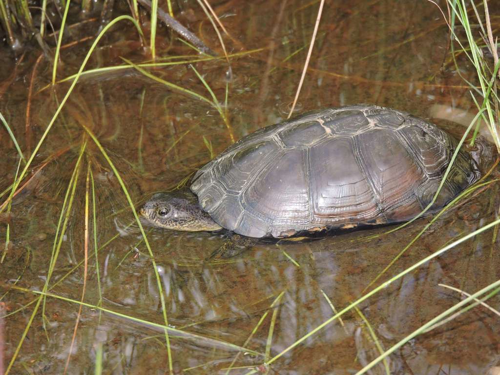 African Dwarf Mud Turtle (Herpetofauna of Angola) · iNaturalist