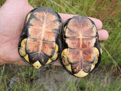 African Dwarf Mud Turtle photo 4