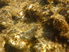 Parablennius laticlavius