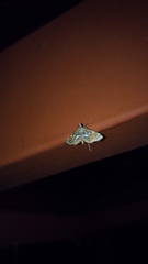 Paracymoriza cataclystalis