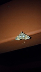 Paracymoriza cataclystalis