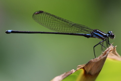 Argia indicatrix