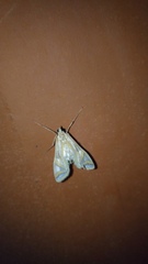 Eoophyla conjunctalis