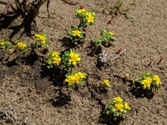 Eriophyllum multicaule