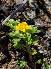 Eriophyllum multicaule