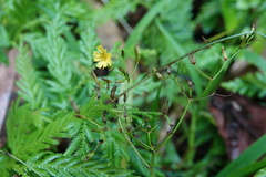 Ixeridium laevigatum