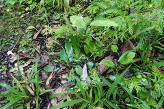 Ixeridium laevigatum