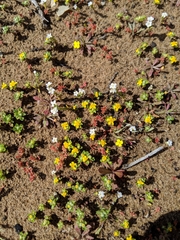 Eriophyllum multicaule
