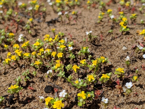 Image of Eriophyllum multicaule by no rights reserved