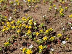 Eriophyllum multicaule