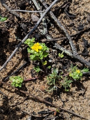Eriophyllum multicaule