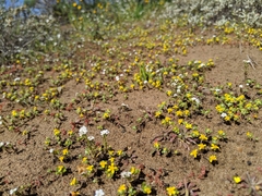 Eriophyllum multicaule
