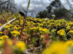 Eriophyllum multicaule