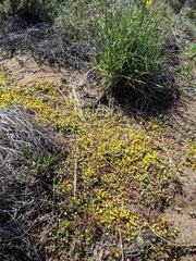 Eriophyllum multicaule